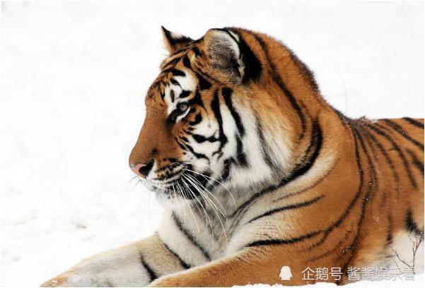 澳门正版资料大全资料生肖卡，澳门正版资料大全与生肖卡的独特魅力