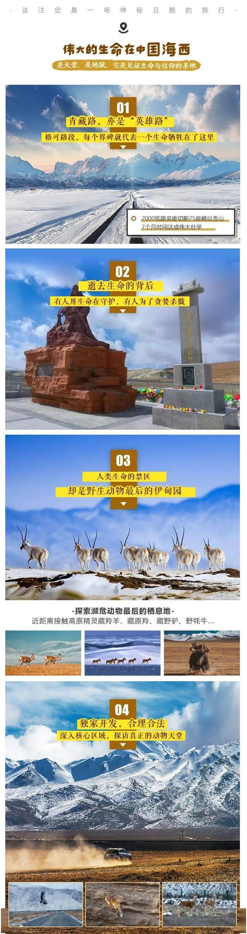 四肖八码期期准全年四肖，四肖八码期期准与全年四肖的奥秘
