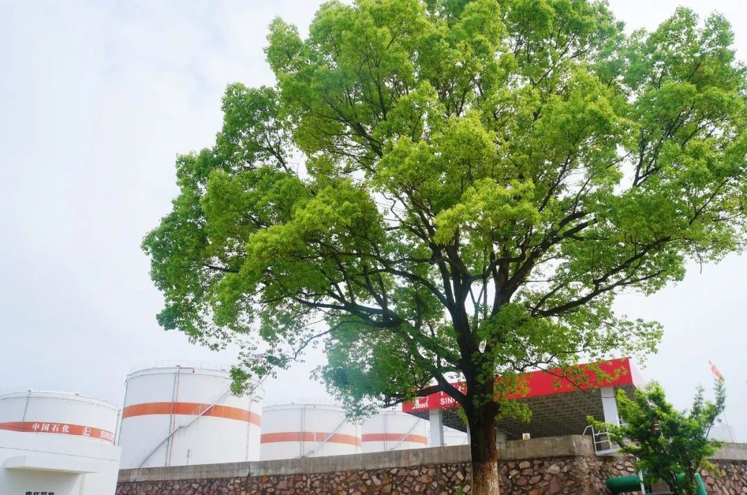 2025年澳门的资料热，澳门在2025年的资料热，探索未来，揭示潜力