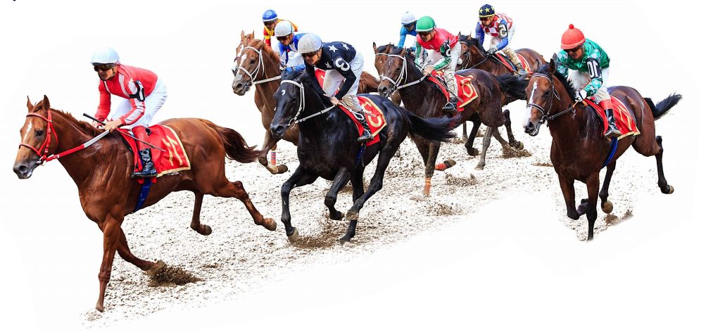 香港今晚开什么特马，香港今晚开什么特马，探索赛马运动的魅力与挑战