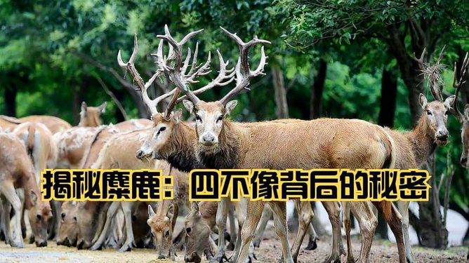 四不像必中一肖动物图123，四不像必中一肖动物图，揭秘神秘图腾下的文化魅力与生肖传奇