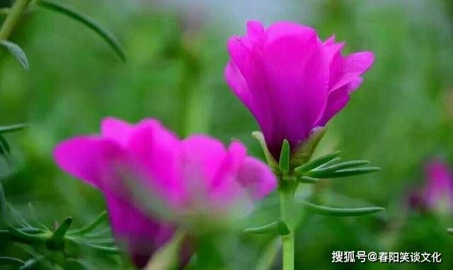 澳门4949资料最经典的一句，澳门4949资料最经典的一句话，揭示其背后深层含义与影响